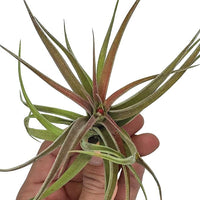 Air Plants - Tillandsia Brachycaulos Abdita, Large 4-6" - 5 ct - Live Arrival Guaranteed - House Plants for Home Decor & Gift