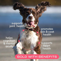 Native Pet The Daily Dog Supplement (30 Scoops) & Salmon Oil for Dogs & Cats (8 Oz) - 11 in 1 Multivitamin & Pure Omega-3 Fish Oil Supplement for Skin & Coat, Joint, Heart Health & Anti-Inflammatory