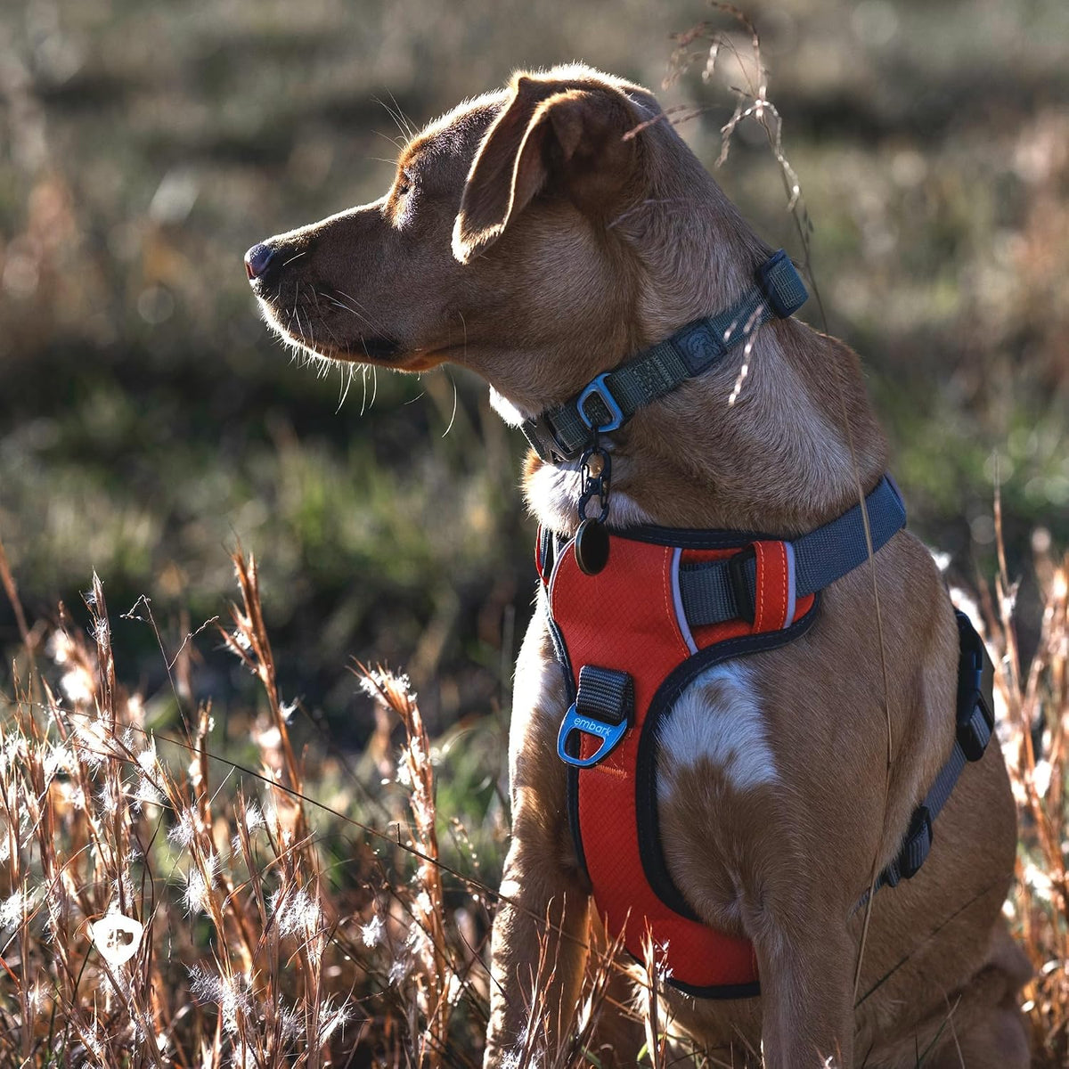 Embark No Pull Dog Harness, Reflective Adjustable Training Vest - XS / Orange - image 3