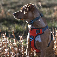 Embark Adventure Dog Harness, Reflective Trim XL Dog Harness for Extra Large Dogs No Pull - Military Grade Nylon, 2 Leash Clips & Gel Lined Handle.
