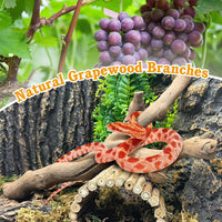 VCEPJH Snake Climbing Branch - Grape Wood (L:13.7"-15.7"-2pcs) / 2 - image 3