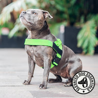 Dog Friendly Co. Dog Harness for Medium Sized Dogs – Essentials for Dogs - Neon Green / X-Large - image 2