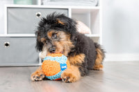 Chuckit! Indoor Fetch Ball Dog Toy, Orange and Blue - Orange & Blue Fetch Ball / 4.75 inches (1 Pack) - image 2