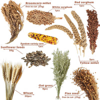 Natural Ear of Grain Flower&Herb Bedding Mate Habitat Decor - Miscellaneous grain crops - image 2