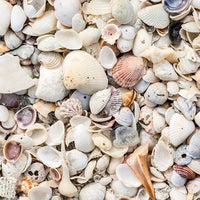 Natural Organic Sea Shell Mulch for Gardens and Landscaping – Decorative and Nutrient-Rich, 0.5–3-Inch Shells, Perfect for Indoor and Outdoor Use (2 CF - 56 L - 60 QTS)