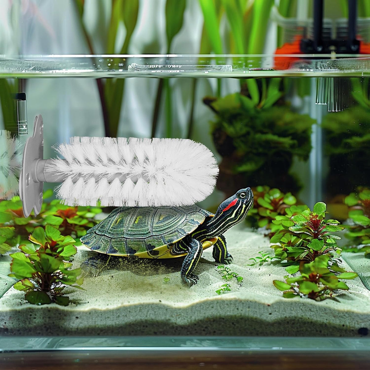 Turtle shell brush with three suction cups mounted inside an aquatic turtle tank - view 2