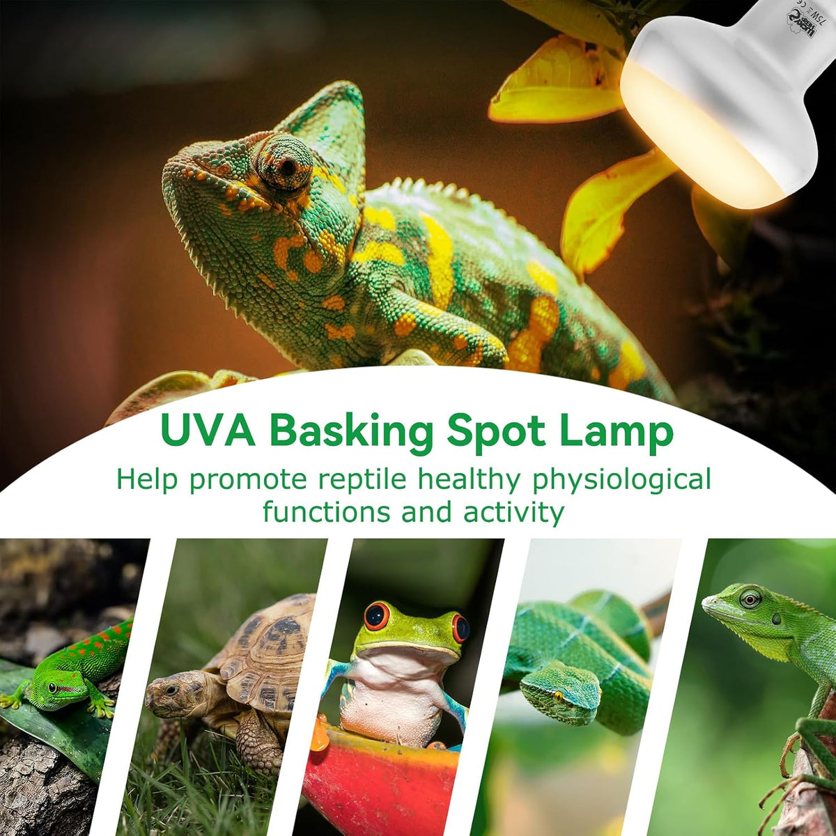 LUCKY HERP Intense Heat Lamp Bulbs for Reptiles 100W 2 Pack - Natural Basking Light Bulb / 75 Watts - image 4