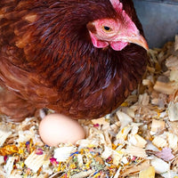 Pampered Chicken Mama Best Eggs Ever! Nesting Herbs for Chickens (16 Ounce/1 Pound) for Chicken Nesting Boxes Calcium Supplement for Chickens | Chicken Feed Supplies, Hen Treats for Coops (1 Bag)