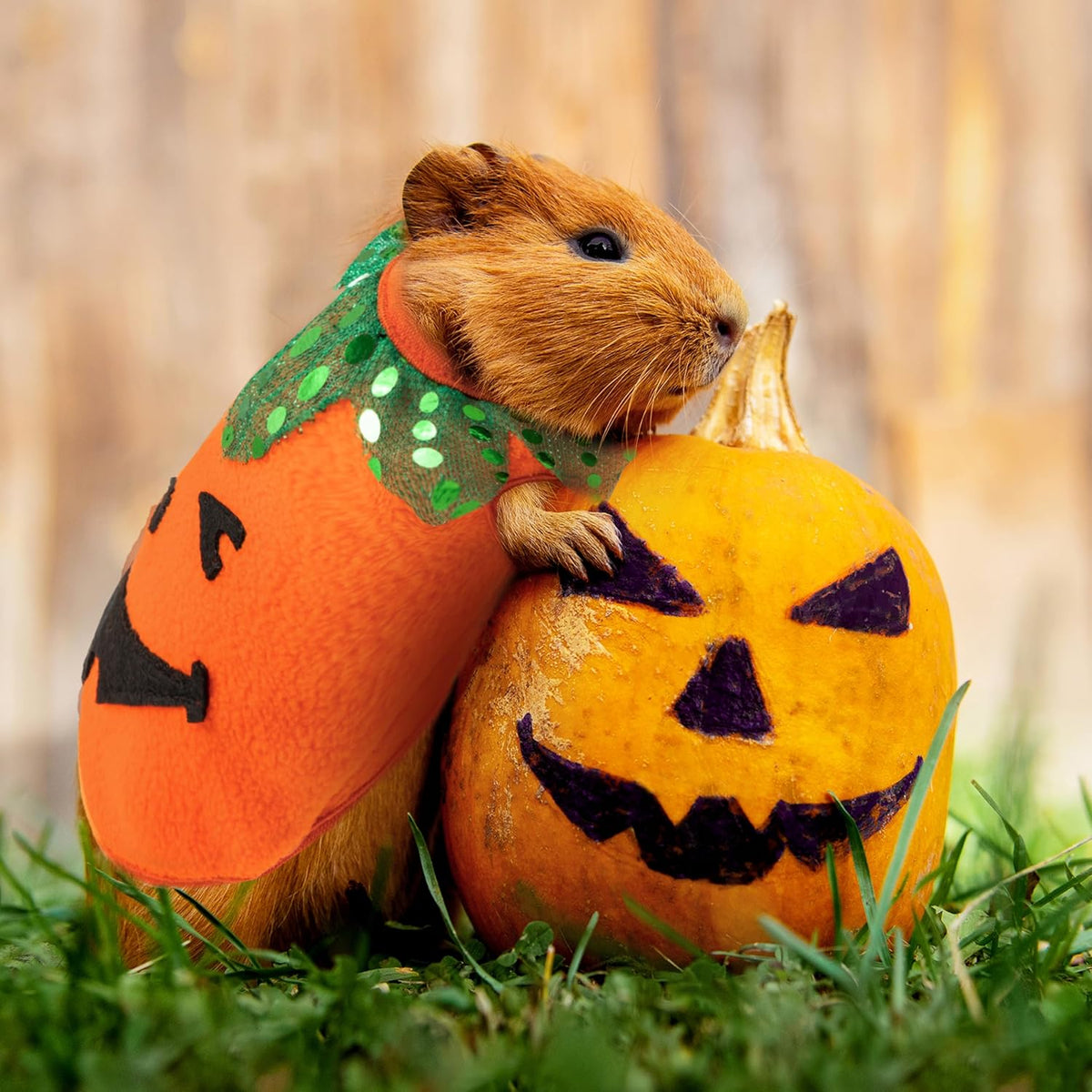 Halloween Guinea Pig Clothes - Orange and Black / XXS - image 3