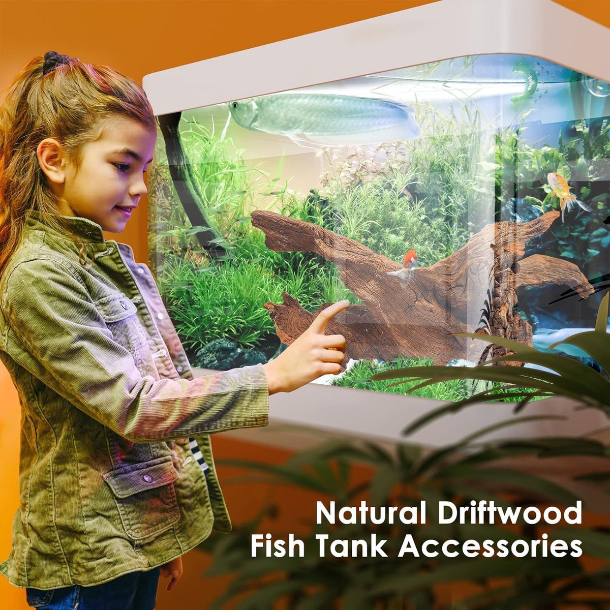 Natural Aquarium Driftwood for Fish Tank Reptile Terrariums Decor – Essentials for Fish - Mopani Driftwood 10 to 14 Inch (Pack of 2) - image 3