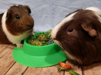 Tip-Proof Bowl for Guinea Pigs and Other Small Pets - Large - image 4