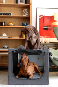 Noah & Paw XXL Collapsible Dog Crate, 42" - Grey / 35.5"L x 25.2"W x 23.4"H - image 2