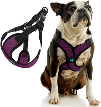 Gooby Comfort X Step-in Lite Harness, Choke-Free - Large (19-22") / Purple - image 2