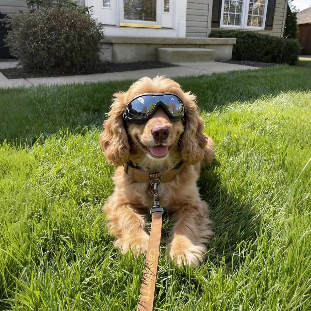 Medium Clear Dog Goggles Eye Protection - Classic Black / Medium - image 2