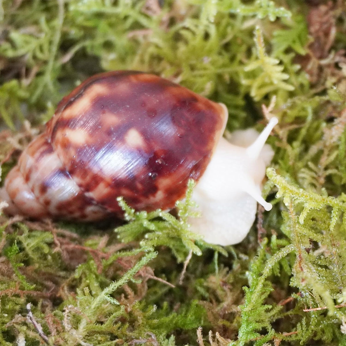 Natural Moss for Pet Snails - image 4