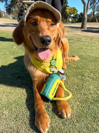 Golf Dog Toy – Birthday Dog Toy, Funny Plush Squeaky Puppy Gift with Rope & Crinkle, Golf Bag Gift