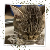 Meowijuana Catnibas Catnip Pawty Mix with Lemongrass Jar | Value Bulk Jar | Premium High Potency Catnip | Premium Hand Harvested North American Catnip | 60g