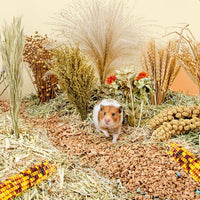 Natural Ear of Grain Flower&Herb Bedding Mate Habitat Decor - Miscellaneous grain crops - image 4