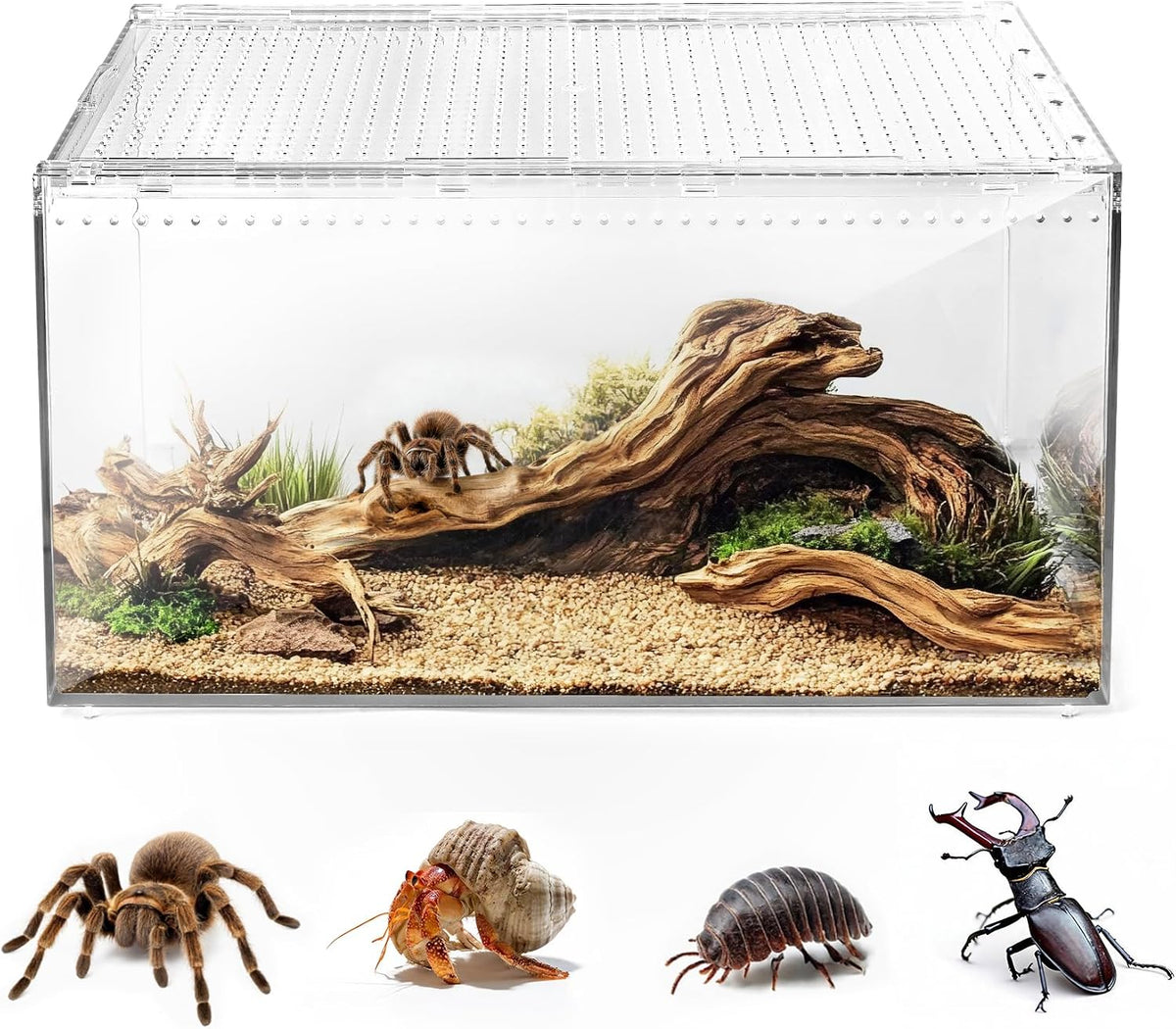 AZV Escape-Proof Tarantula Enclosure - Large(11.81*7.87*5.90inch)