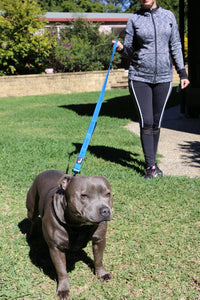 Dog Leash 6ft Long, Traffic Padded Two Handle, Heavy Duty - 6FT / Blue - image 3
