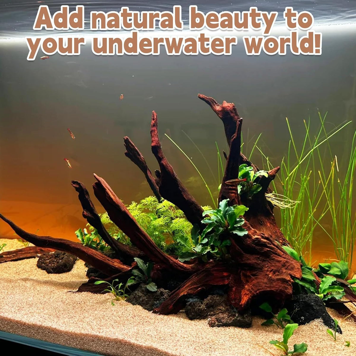 PINVNBY Natural Driftwood for Aquarium Decor Fish Tank Decorations - L: Mopani Driftwood (7-13 inches/3 Pack） - image 4