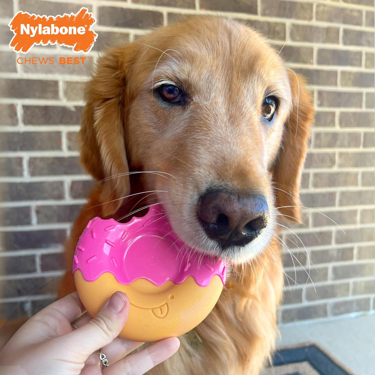 Nylabone Lobster Power Chew Toy for Dogs - Donut 1 Pack / Large - image 3