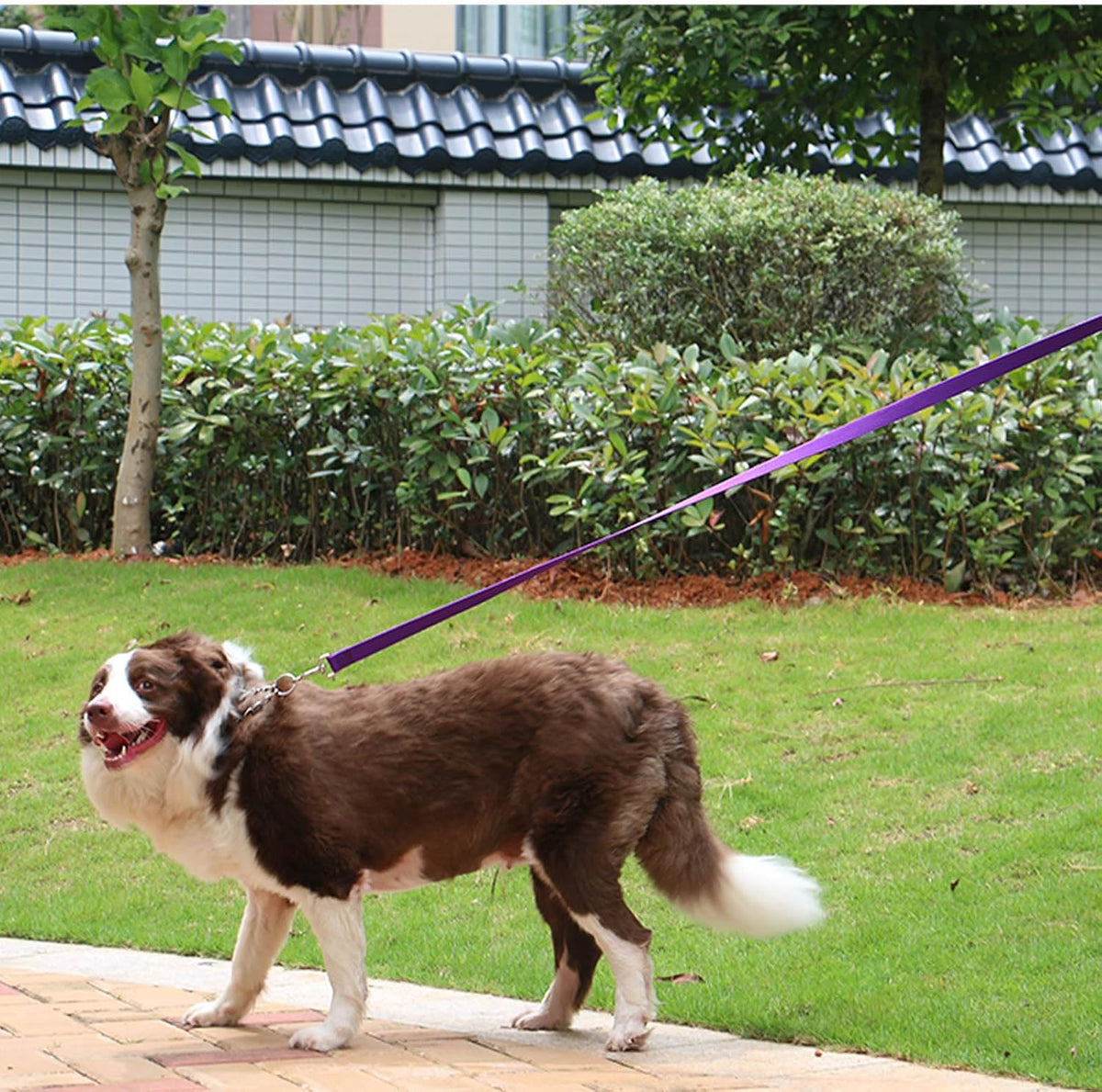 Long Dog Leashes for Training 15/20/30/50/100FT Lead for Medium Small - 1 Inch x 30 Feet / Purple - image 4