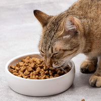 Ceramic Pet Bowl for Cats - image 2