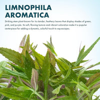 Live Aquarium Stem Plants - Freshwater Aquatic Plant for Fish Tanks, Aquascaping - (Limnophila Aromatica, 1 Bunch)
