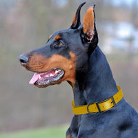 Dogline Biothane Waterproof Dog Collar Strong Coated Nylon Webbing with Black Hardware Odor- Proof for Easy Care Easy to Clean High Performance Fits Small Medium or Large Dogs, Treasure Gold