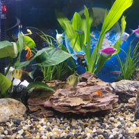 5LB Coarse Sand, Colored Rocks Pebbles - 10LB / 4-8MM - image 2