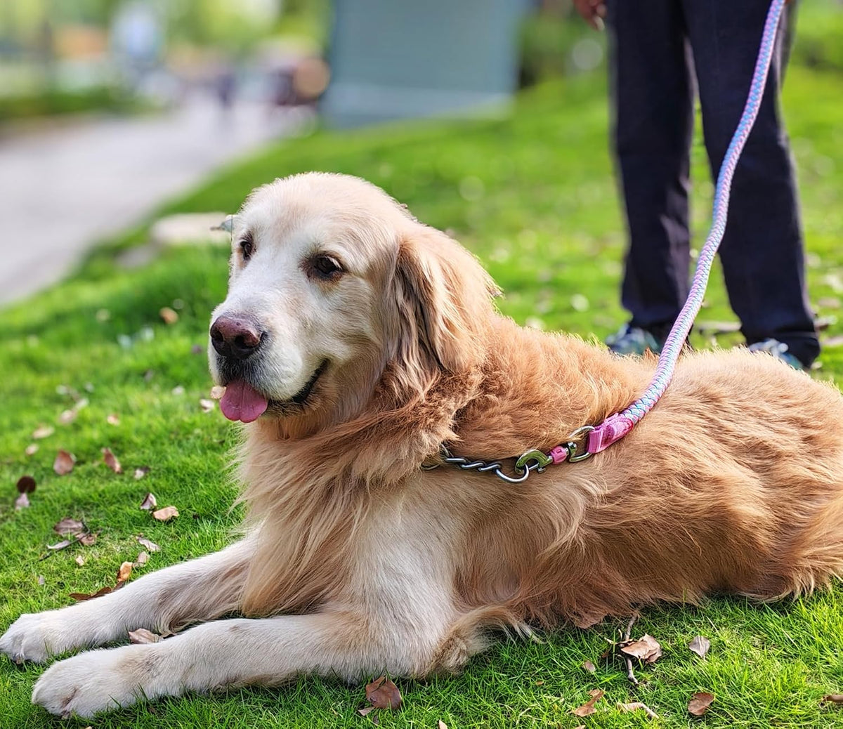 Reflective Dog Leash 2/3/4/6/10ft Braided 1/2" Strong Nylon Rope – Essentials for Dogs - 6ft * 3/4" / Pink - image 2