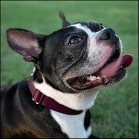 Country Brook Petz - Premium Nylon Dog Collar with Metal Buckle for Small Medium Large Breeds - 30+ - Small (Pack of 1) / Burgundy - image 2