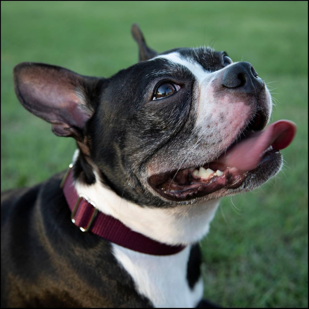 Country Brook Petz - Premium Nylon Dog Collar with Metal Buckle for Small Medium Large Breeds - 30+ - Small (Pack of 1) / Burgundy - image 2