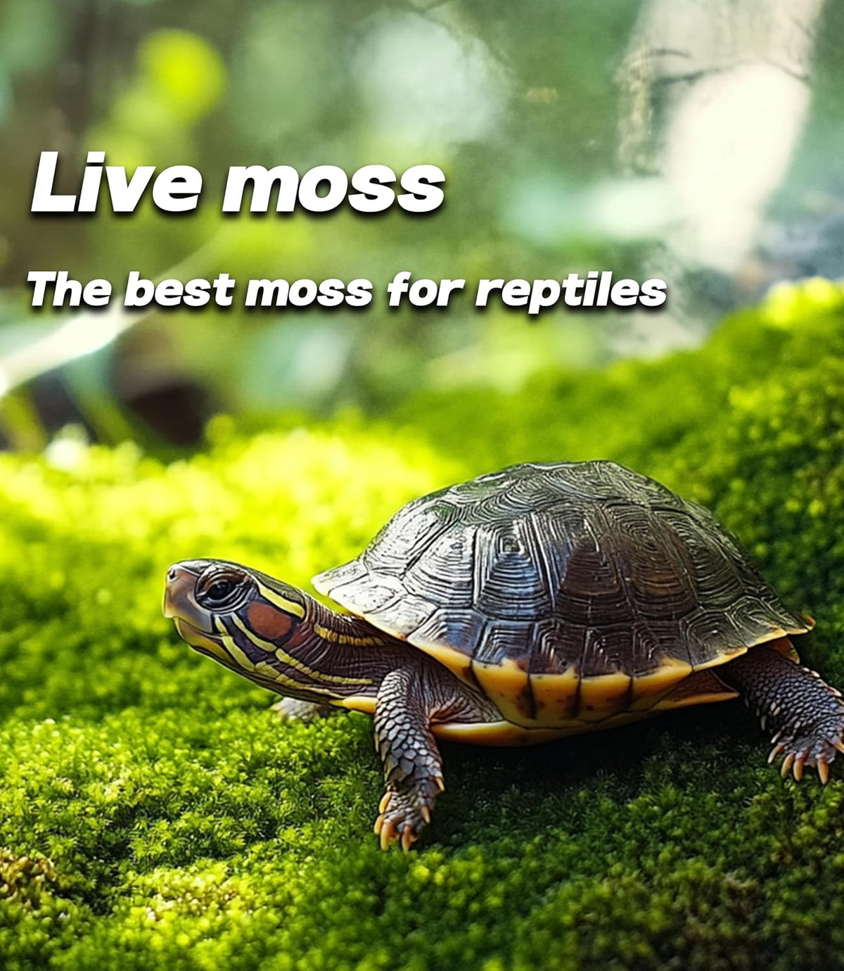 Live Moss for Terrarium Bedding & Reptile Enclosures – Daily Care for Reptiles And Amphibians - image 2