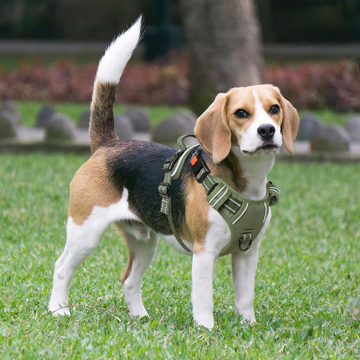 Timos Dog Harness, No Pull Large Sized with 3 Buckles - Medium / Lock Green - image 3