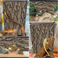 PINVNBY Reptile Terrarium Cork Background - 【Natural Cork Bark 】 / 【1 PCS】 - image 3