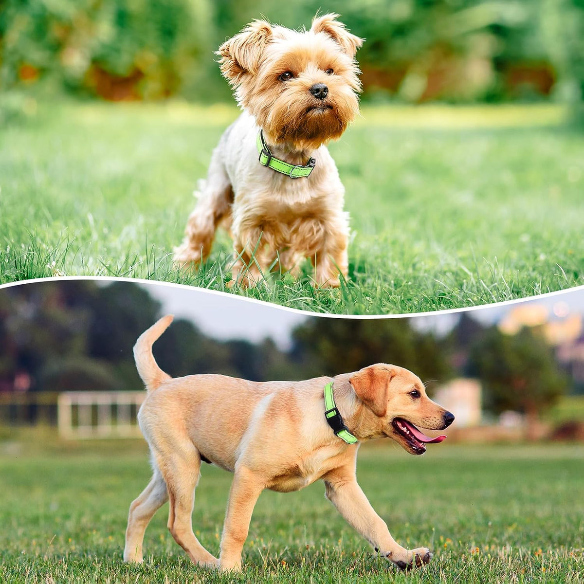 Reflective Dog Collar, Adjustable Nylon for Medium Dogs - Green / S:width 5/8"neck 10.5-16" - image 2