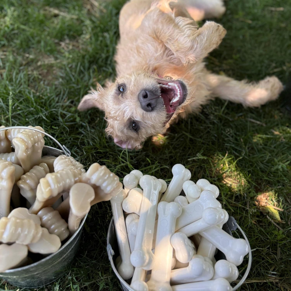 Nylabone Power Chew Original Bone Dog Chew Toys - Chicken / Medium - image 4