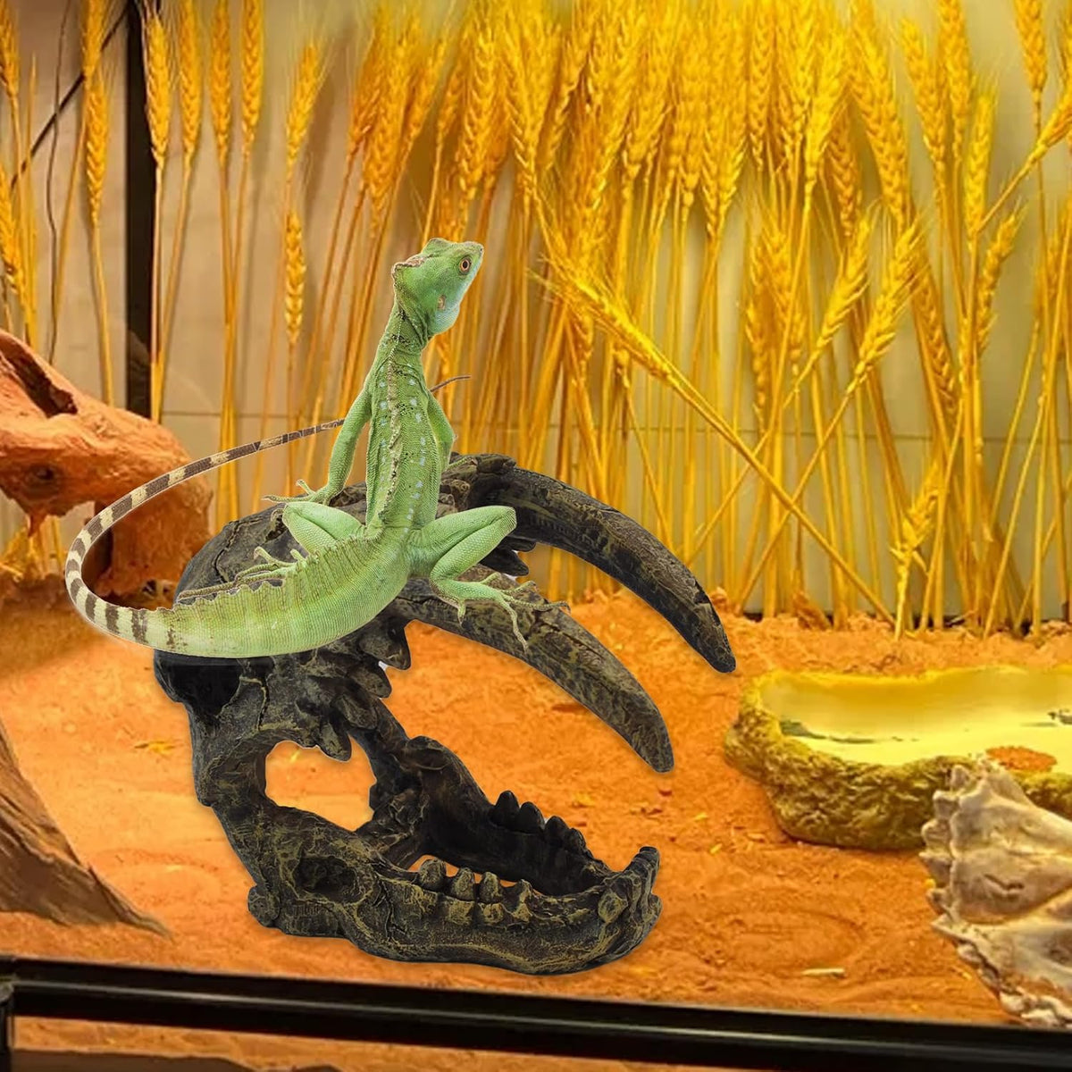 kathson Reptile Resin Dinosaur Skull Decoration Bearded Dragon Tank - Type：sabertooth tiger-C - image 4