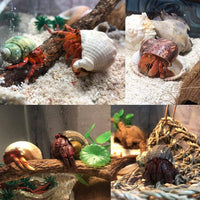 SINKOO 6PCS Hermit Crab Shells Medium to Large - image 4