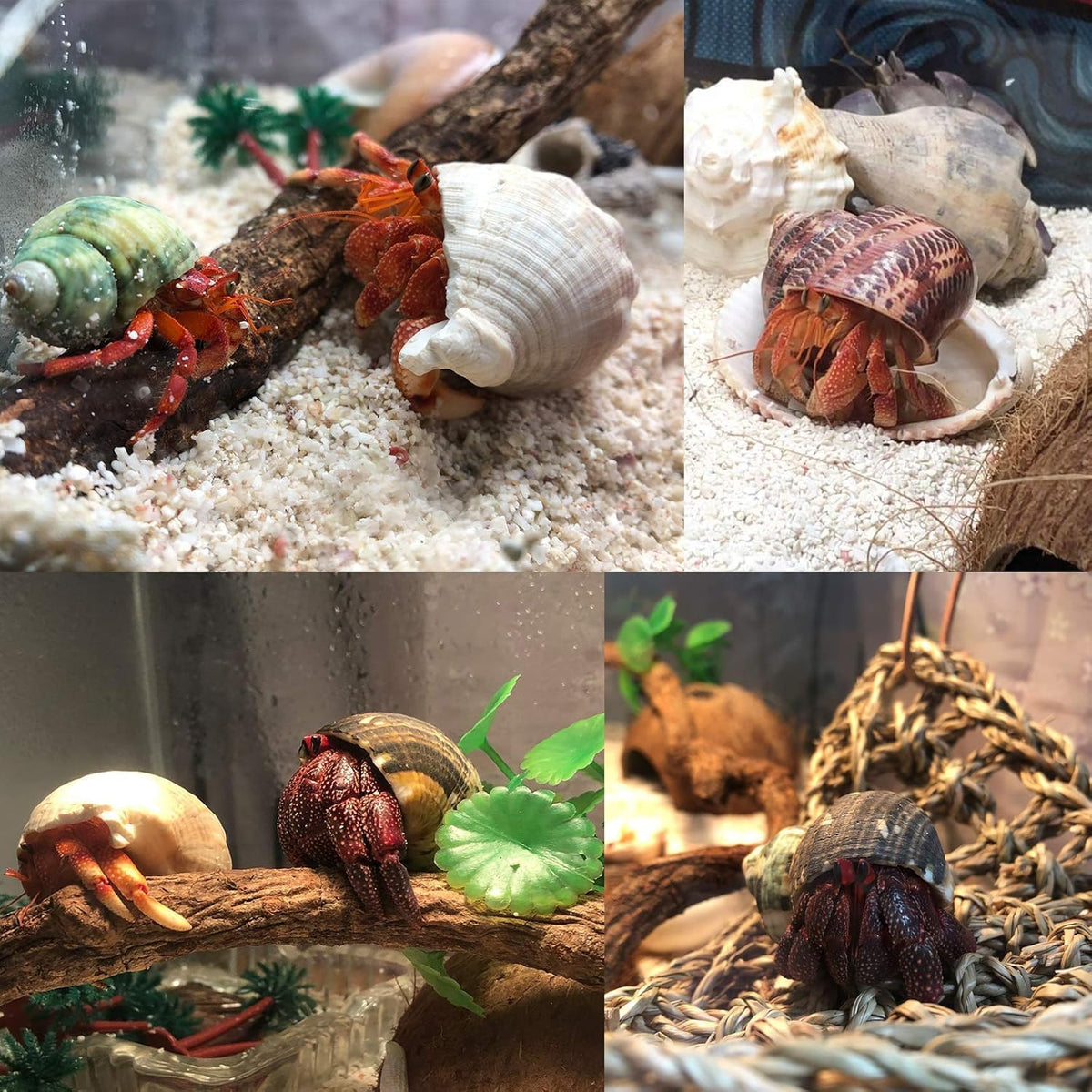 SINKOO 6PCS Hermit Crab Shells Medium to Large - image 4