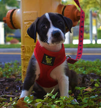 EcoBark XXS Dog Harness, Soft Step in Teacup Puppy Mesh Vest - XS- 5 to 6 lbs- Chest Up to 13 in (Pack of 1) / Red - image 4