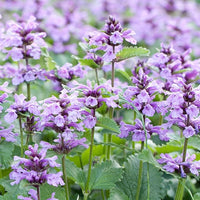 MagJo Naturals Farm Direct Catnip, Freshest Available, Bulk Bag (1 Pound)