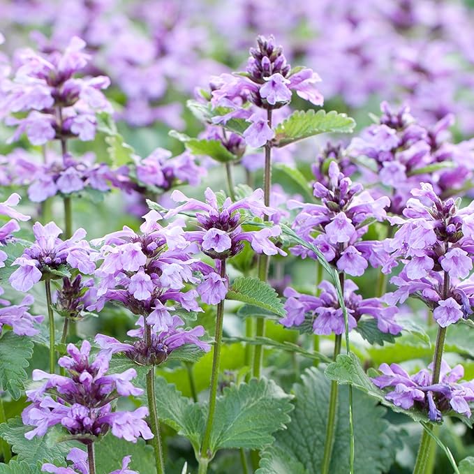 MagJo Naturals Farm Direct Catnip | Freshest Available | Bulk Bag (Half Pound)