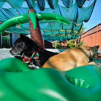 Dog Pool Floats Set, Dog Float Raft with Collapsible Dog Bowl - Green - image 2