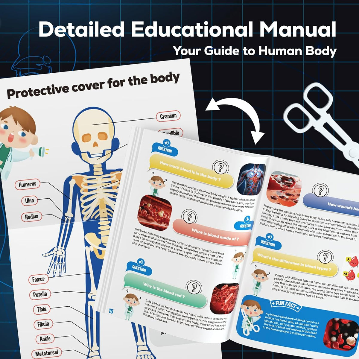 GobiDex Human Body Skeleton Model Kit - image 4