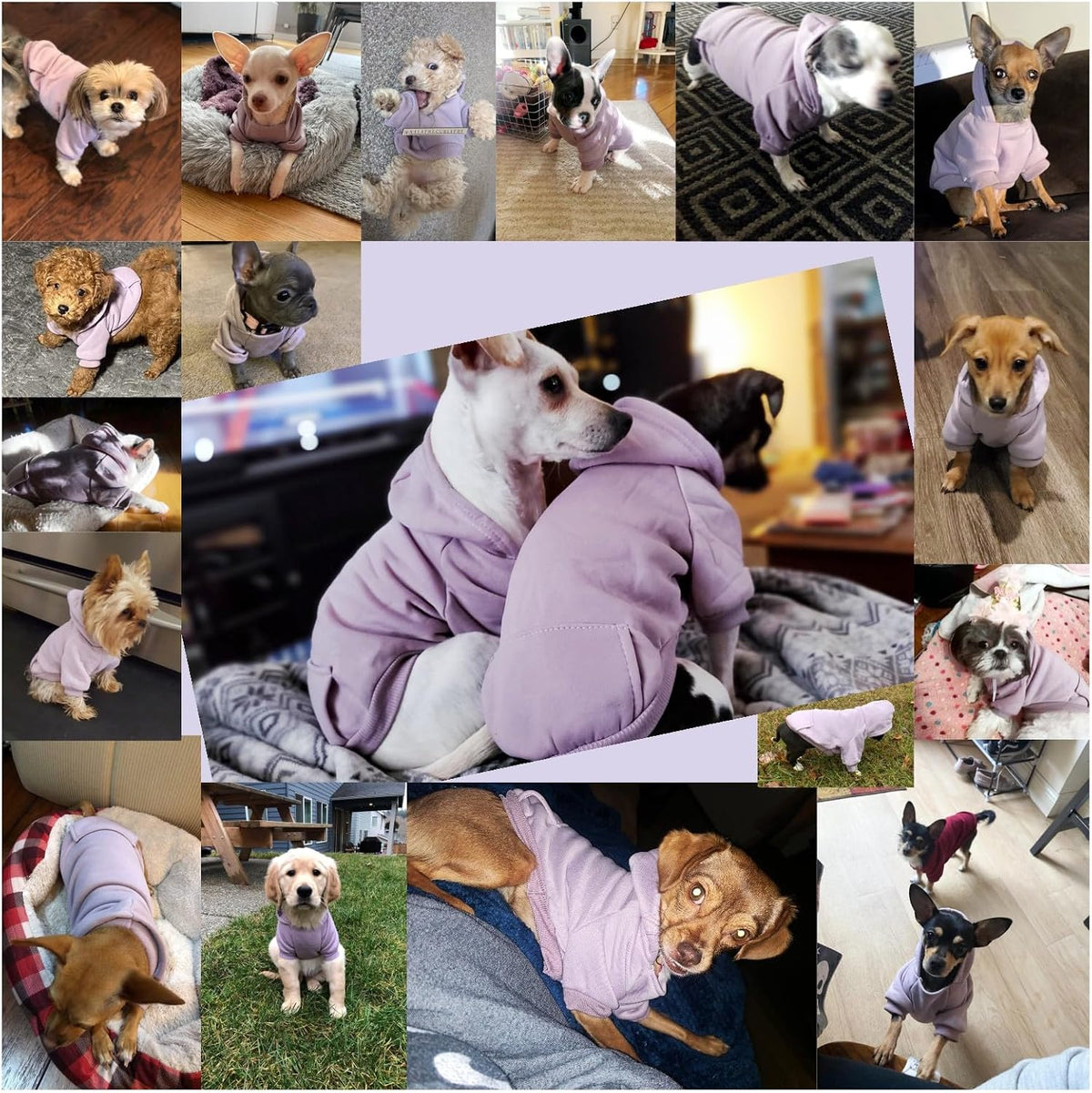 Soft Dog Hoodies for Small Dogs - Purple / XX-Small - image 4