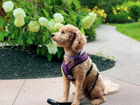 Gooby Comfort X Head-in Dog Harness, Choke-Free - X-Large Chest (20.5-28") / Purple - image 2
