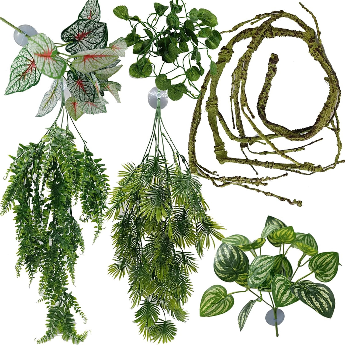 Reptile Plants for Bearded Dragon Tank Accessories - Group E